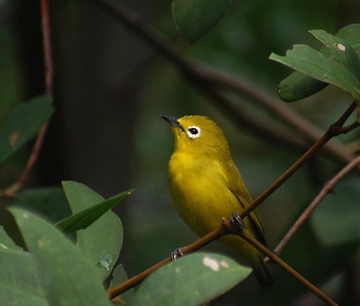burung pleci