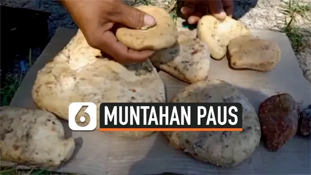 VIDEO: Nelayan Temukan Diduga Muntahan Paus Senilai Rp 1,6 Miliar