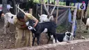Petugas memeriksa kesehatan seekor kambing saat pemeriksaan kondisi hewan kurban yang dijual di Kawasan Suka Asih, Kota Tangerang, Selasa (21/7/2020). Pemeriksaan guna memastikan kondisi kesehatan hewan yang dijual untuk keperluan kurban Hari Raya Idul Adha mendatang. (Liputan6.com/Angga Yuniar)