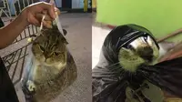 Potret Kucing di Dalam Plastik (Sumber: Twitter/redpanda1303)