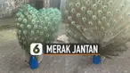 Aksi unik dilakukan oleh merak jantan ketika menarik perhatian merak betina.