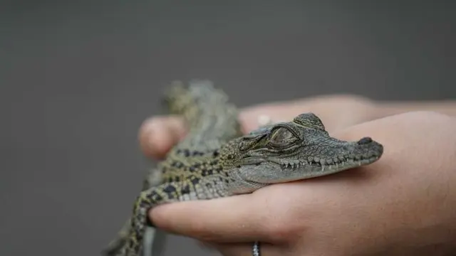 Buaya Australia