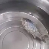 Seekor ikan beku dari freezer hidup lagi setelah beberapa menit dimasukkan ke air. (Via: facebook.com/herman.bustan)