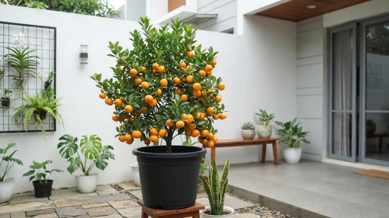 10 Cara Membuat Tanaman Jeruk dalam Pot Cepat Mengeluarkan Bunga dan Buah