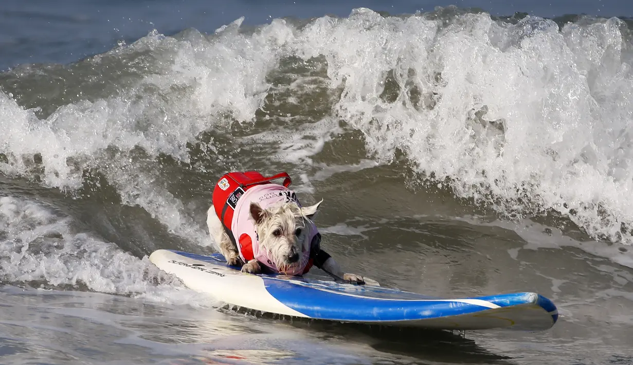 Seekor anjing ambil bagian selama acara tahunan Surf City Surf Dog di Huntington Beach, California padaSabtu (25/9/2021). Para anjing menaklukkan ombak di atas papan surfingnya. (AP Photo/Ringo H.W. Chiu)