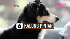 kalung pintar