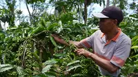 Petani kopi Kabupaten Kepahiang Bengkulu mulai meremajakan pohon kopi tua dengan sistem stek varietas unggul (Liputan6.com/Yuliardi Hardjo)