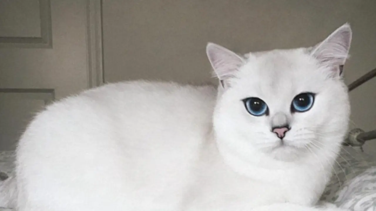Coby, Kucing Bermata Biru yang Punya Follower Ratusan Ribu