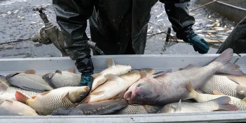 Tradisi Panen Ikan Mas di Ceko