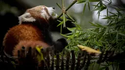 Dengan bulu yang lebat, telinga yang runcing, serta pipi dan kontur mata yang putih, seekor panda merah muda telah menjadi daya tarik baru di Kebun Binatang Lisboa, tempat ia dilahirkan enam bulan yang lalu. (CARLOS COSTA / AFP)