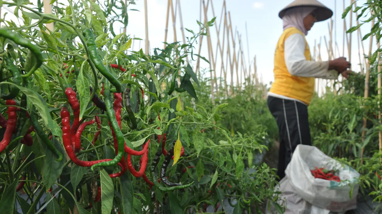 Petani Panen, Harga Cabai Keriting Merah di Palu Bisa Rp 5.000/Kg