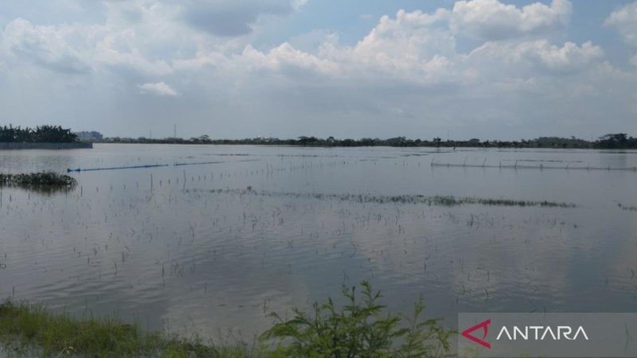 Banjir Demak Rendam Ratusan Hektare Sawah, Ribuan Rumah Terdampak