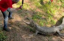 Tak Disangka! Kakek Ini Usir Buaya Besar Mau Masuk Rumahnya Pakai Penggorengan