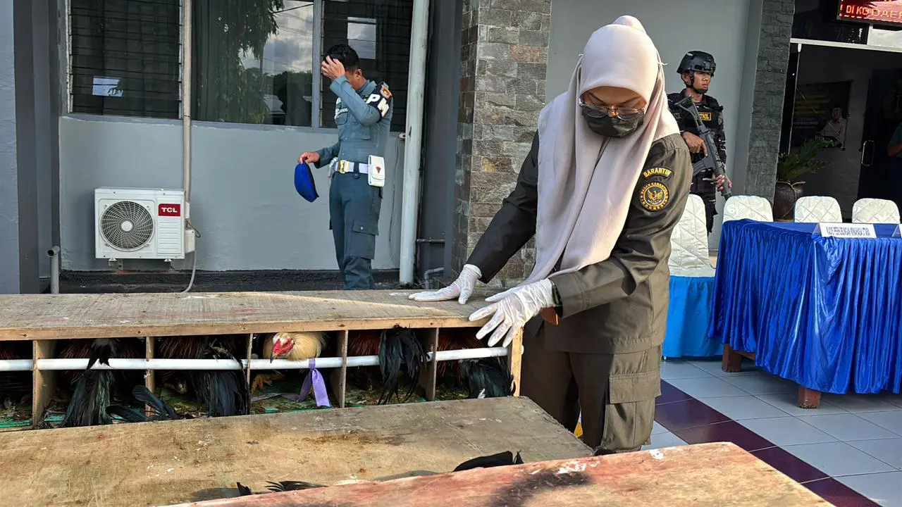 TNI AL bongkar penyelundupan ratusan ayam asal Filipina