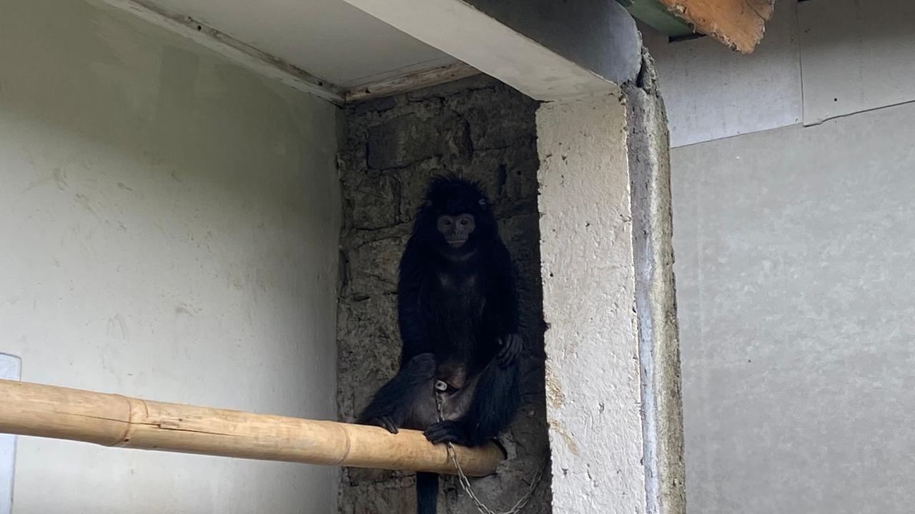 Seekor lutung yang masuk ke pemukiman