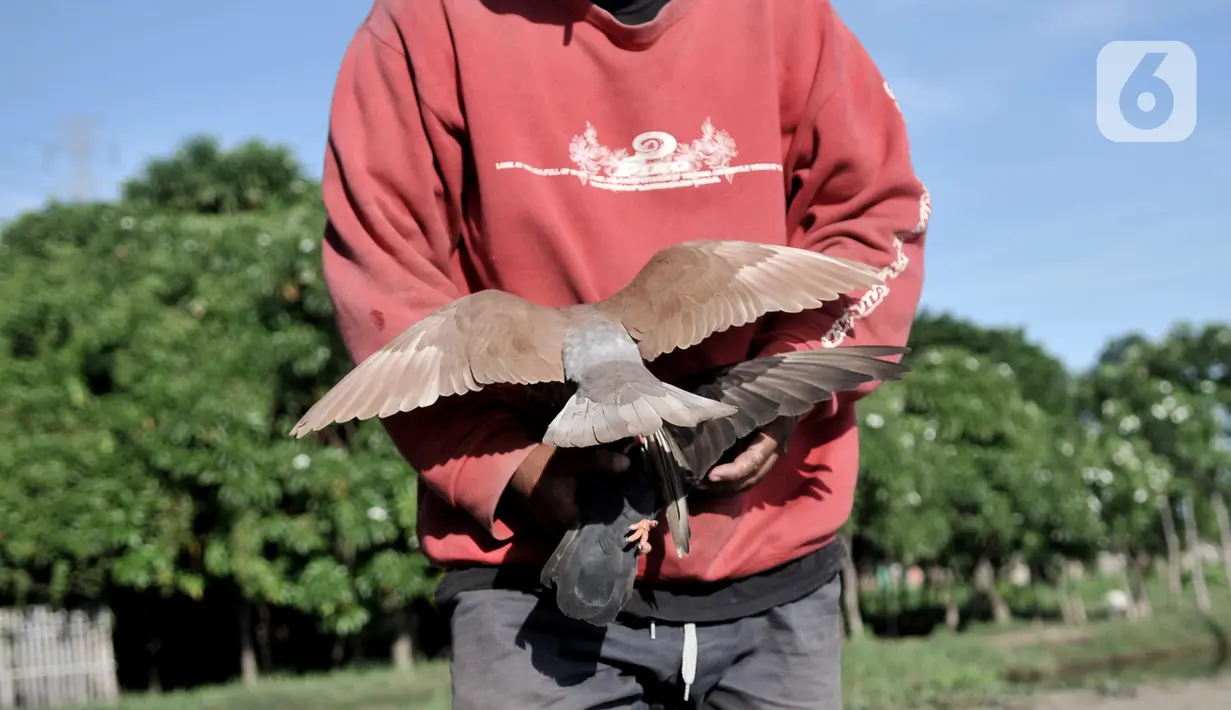 Warga melatih burung dara atau merpati kolongan di kawasan Papanggo, Jakarta, Rabu (29/1/2020). Untuk mendapatkan merpati juara, para pemilik burung harus melatihnya setiap hari, biasanya pagi atau sore di area tanah lapang agar burung dapat mengudara tanpa halangan. (merdeka.com/Iqbal S. Nugroho)