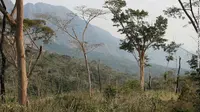 Kawasan Hutan Kumbira, Angola (Elena Bersacola/Nocturnal Primate Research Group)