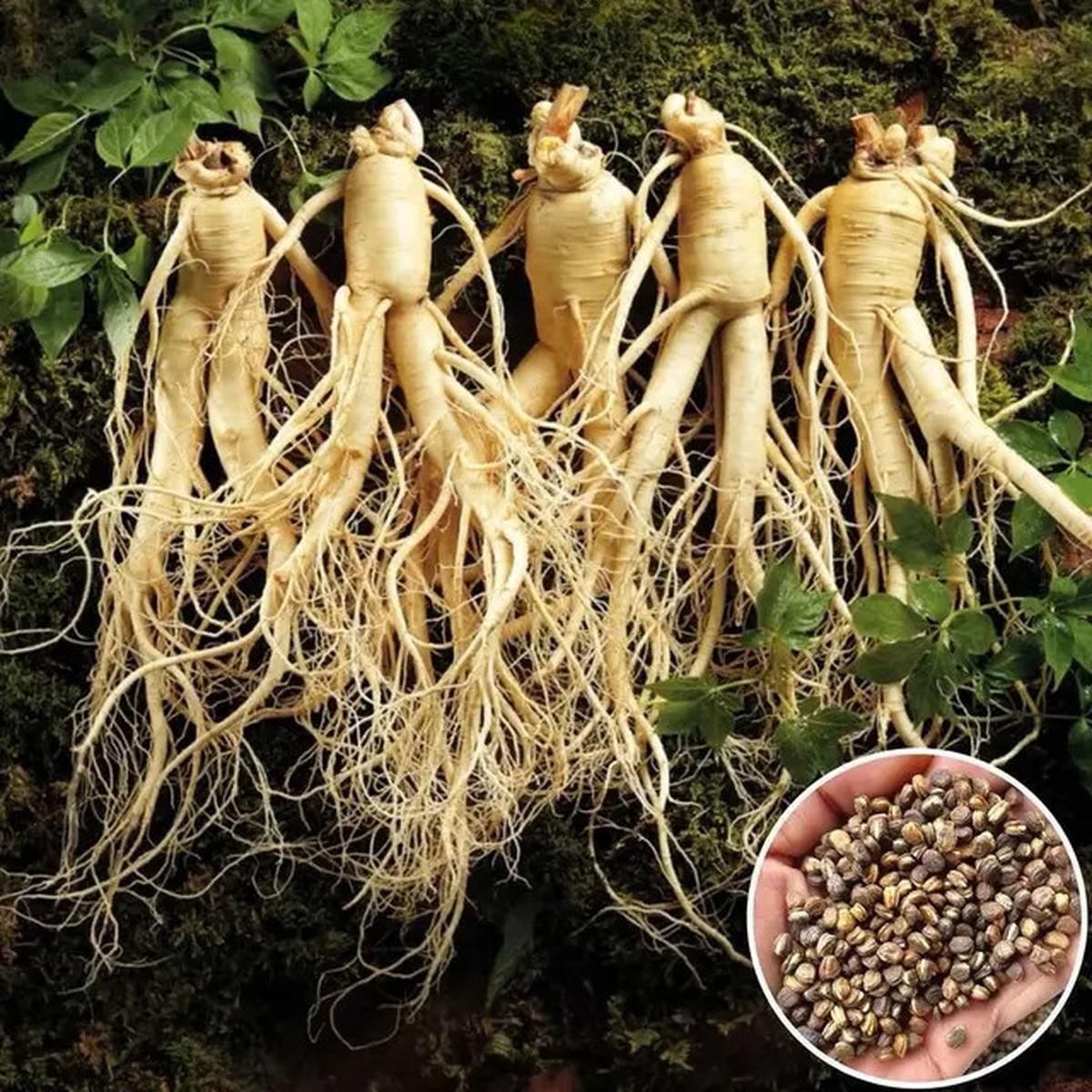 Manfaat Akar Ginseng, Rahasia Herbal untuk Stamina dan Kesehatan