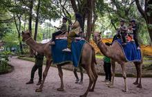 FOTO: Kebun Binatang Surabaya Jadi Pilihan Wisata Edukatif Selama Libur Akhir Tahun