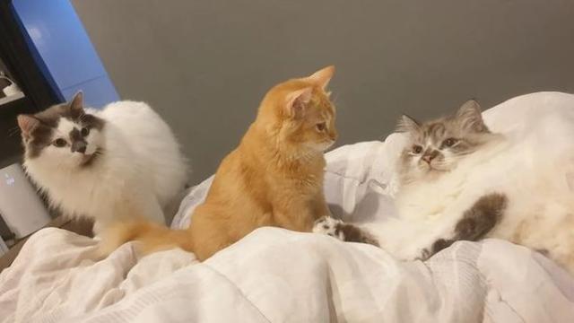 Ini kucing-kucing kesayangan Tengku Firmansyah. Bintang film Sebuah Lagu untuk Tuhan begitu rindu dengan mereka saat harus menjalani perawatan di rumah sakit. (Foto: Instagram/@tengku_firmansyah)