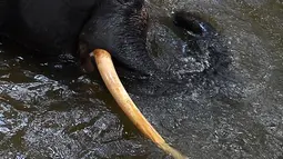 Pawang mencuci seekor gajah di Kolombo (9/8). Penduduk desa membalas dengan membantai hampir 1.200 dari binatang buas. (AFP Photo/Lakruwan Wanniarachchi)