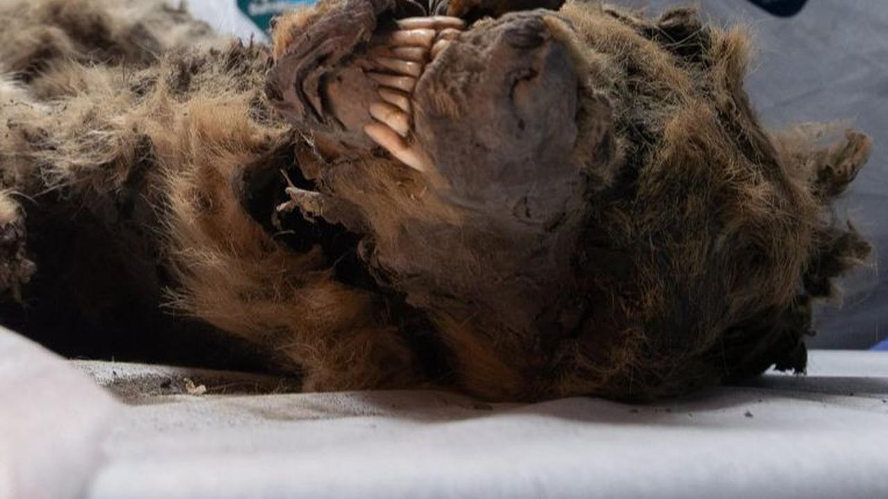 “Ini adalah penemuan predator Pleistosen akhir yang pertama di dunia,” kata Albert Protopopov, kepala departemen studi fauna mamut di Yakutia Academy of Sciences, sebagaimana dikutip Reuters (28/6).&nbsp;Foto: Michil Yakovlev/North-Eastern Federal Uni