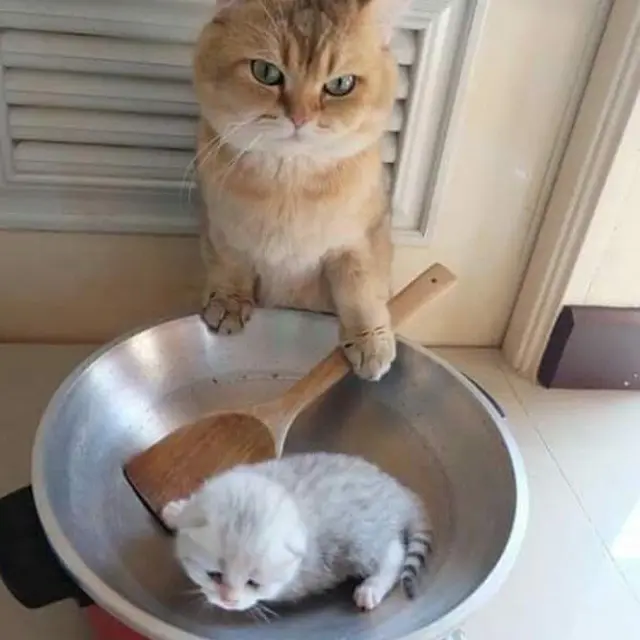 10 Gambar Kucing Lucu Saat Makan, Bikin Ngakak hingga Geleng-Geleng