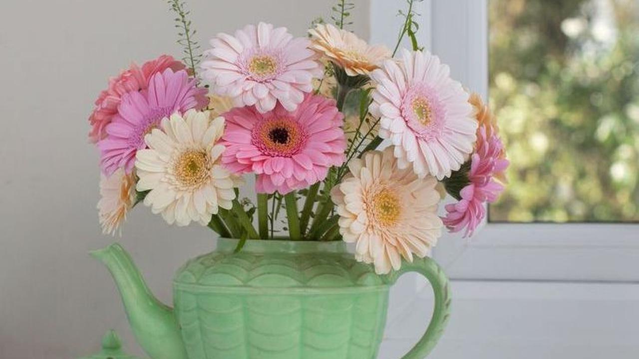 Gerbera Daisy (Gerbera jamesonii)<br>