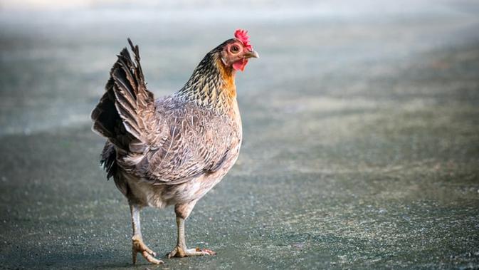 Ilustrasi ayam (Dok.Unsplash)