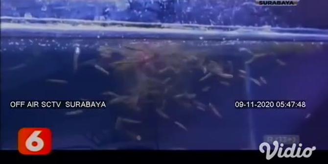 VIDEO: Uniknya Ikan Gabus Hias Memikat Para Kolektor