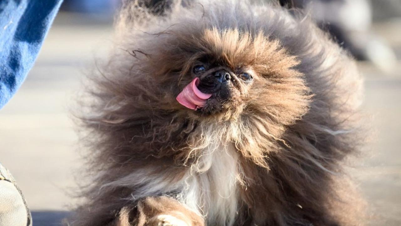 Anjing Peking bernama&nbsp;Wild Thang berjalan di atas panggung selama mengikuti Kompetisi Anjing Paling Jelek di Dunia di Sonoma-Marin Fair, Petaluma, California, Amerika Serikat, pada 21 Juni 2024.&nbsp;Anjing-anjing dengan fisik yang "berbeda" kembali 