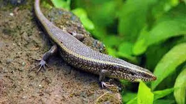Reptil Lain Yang Melahirkan Hidup