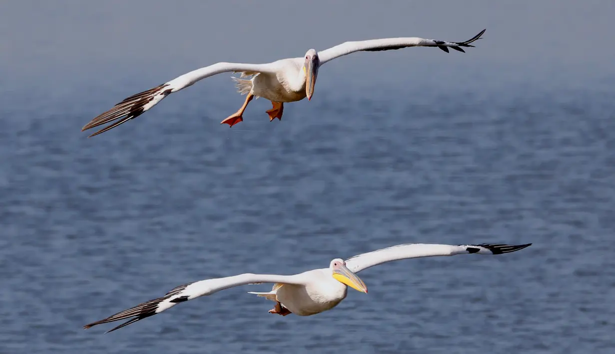 Pelikan jenis Great White terbang di atas waduk di Mishmar HaSharon,  kota Tel Aviv, Israel bagian utara pada 19 November 2020. Ribuan pelikan bermigrasi melewati Israel dalam perjalanan mereka ke Afrika kemudian kembali ke Eropa pada musim panas. (Photo by JACK GUEZ / AFP)