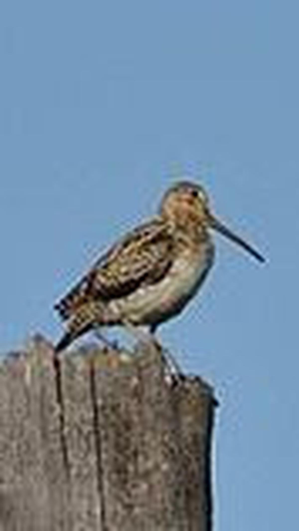 3. Burung Berkik Ekor Kipas<br>