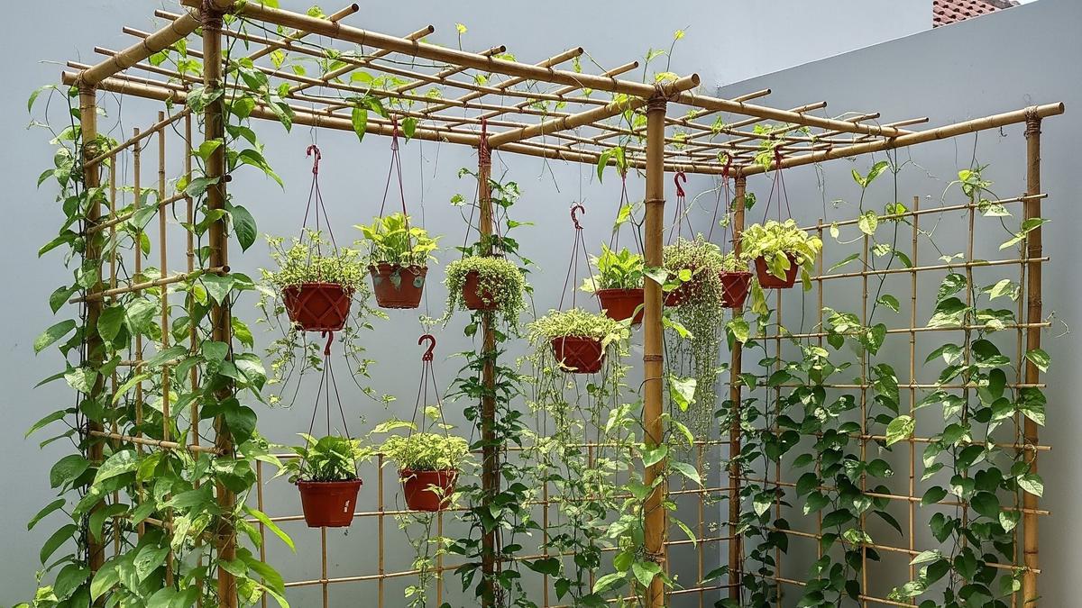 9 Model Kebun Rambat DIY untuk Halaman Belakang Rumah, Bikin Asri dan Sejuk