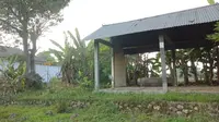 Misteri Sumur Gowok dan Pohon Kepoh yang Roboh Tanpa Sebab di Blora