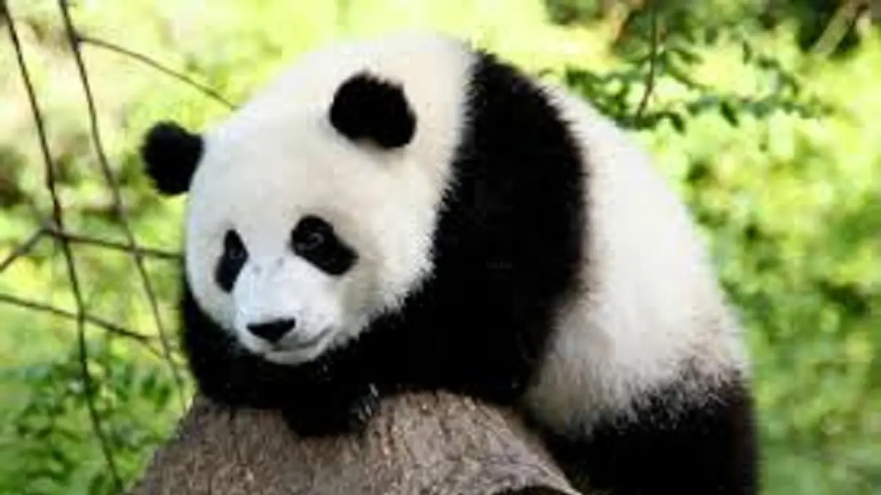 Panda Jahil Ganggu Seorang Ibu, Asli Bikin Gemas