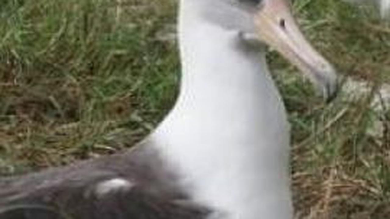 12. Albatros Melambai<br>