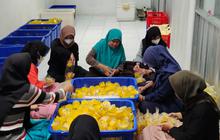Cerita UMKM Purbalingga Berdayakan Hampir 1.000 Petani, Kini Bidik Ekspor Produk ke Timur Tengah