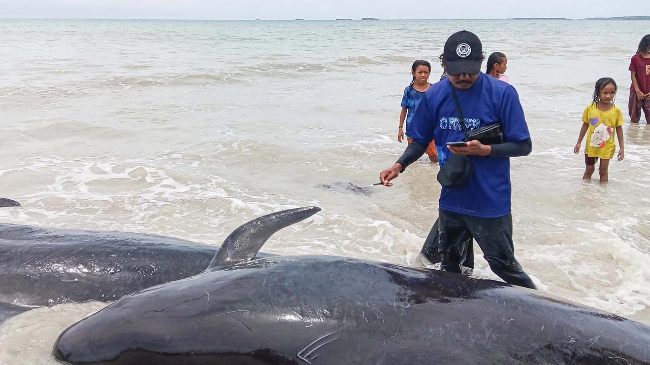 FOTO: Puluhan Paus Pilot Terdampar di Pantai Mbadokai NTT