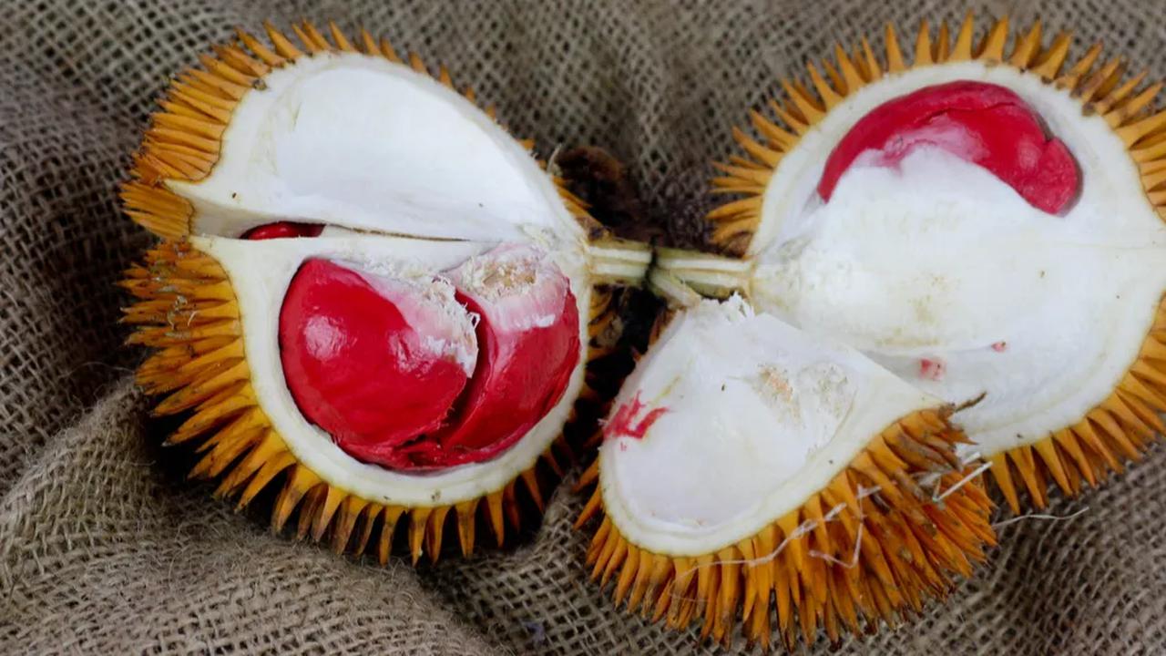 Varian durian lain yang tak kalah enak di Indonesia