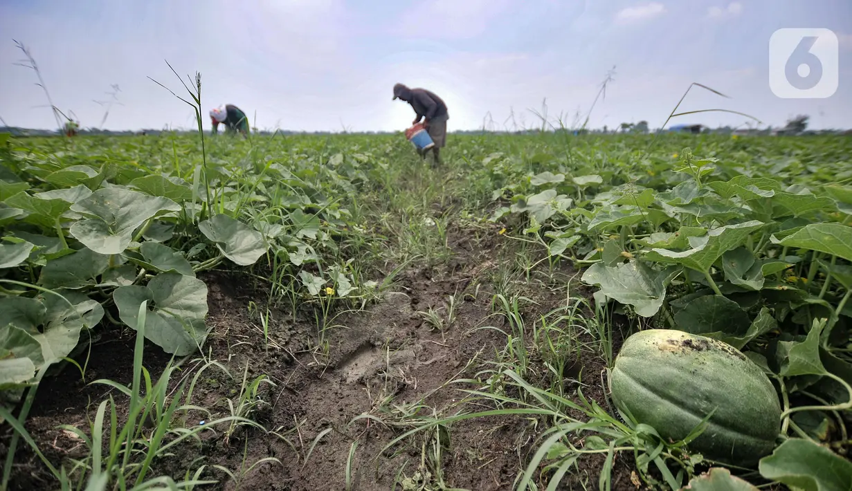 Petani melakukan perawatan tanaman blewah di Kabupaten Bekasi, Jawa Barat, Kamis (15/4/2021). Hasil panen biasanya sudah dinanti tengkulak dengan harga jual Rp 5.000 per buah. (merdeka.com/Iqbal S. Nugroho)