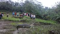 Tercatat sudah ada tiga laporan terkait kemunculan buaya, termasuk yang ditemukan warga di sawah. (Liputan6.com/Muhamad Ridlo)