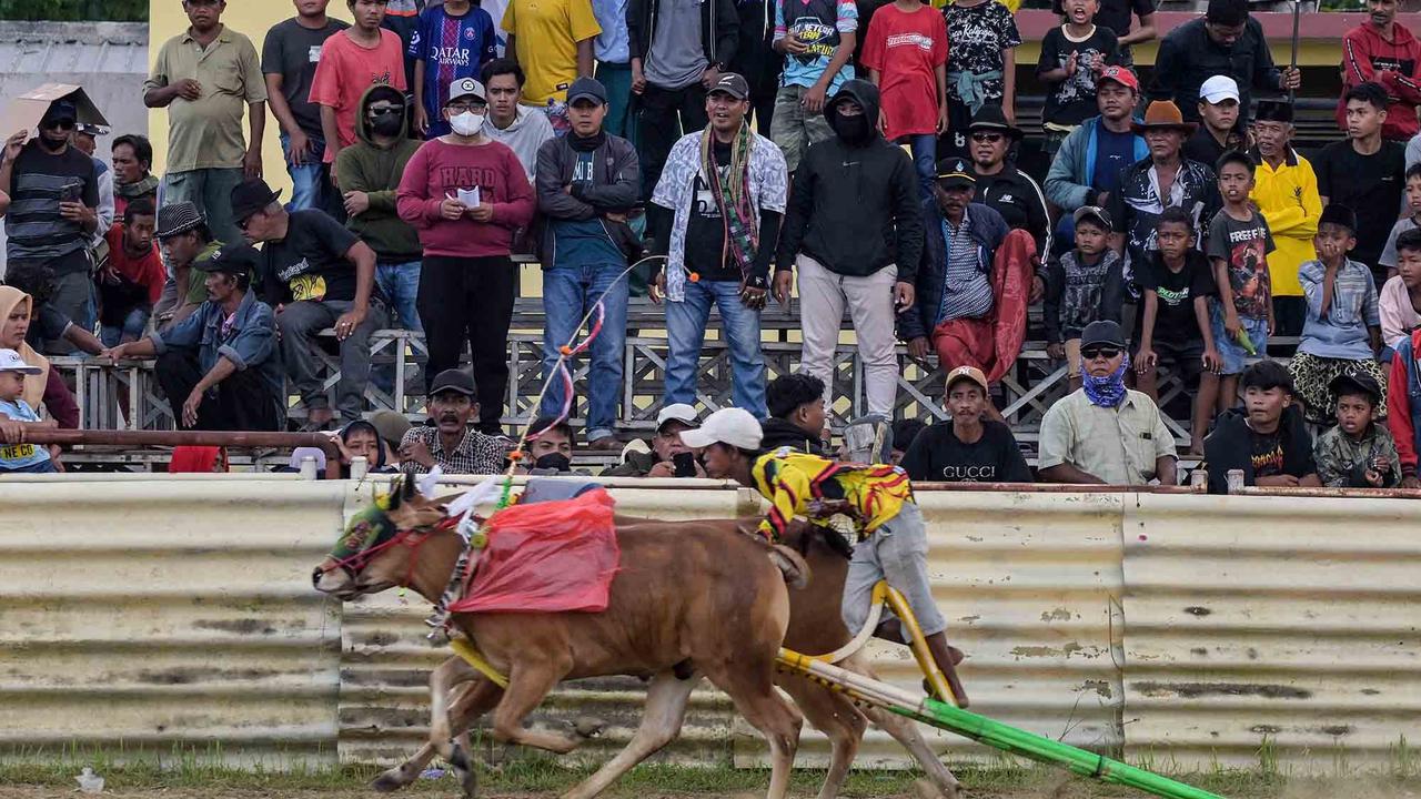 FOTO: Adu Cepat Karapan Sapi di Bangkalan Madura