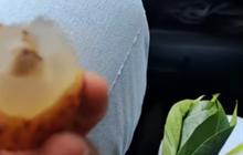 Ibu-ibu di Purwakarta Kena 'Prank' Pedagang, Niat Beli Leci Ternyata Isinya Rambutan Gundul