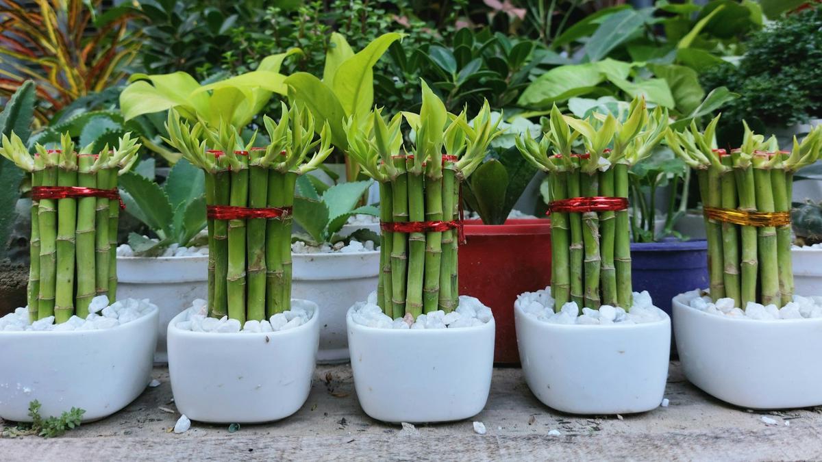 Bambu Hoki (Dracaena Sanderiana)