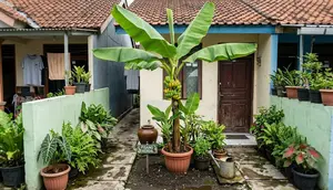7 Cara Membuat Pohon Pisang Kerdil Cepat Berbuah, Cocok untuk Lahan Sempit