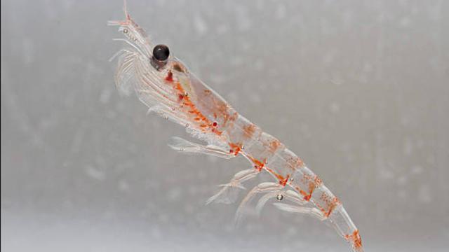 Krill, hewan yang mampu mengurai plastik. (istockphoto)