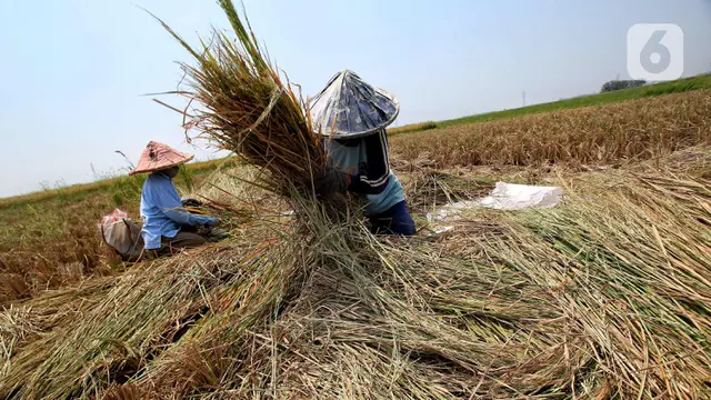 Petani: Jangan Buru-Buru Bilang Produksi Beras Surplus!