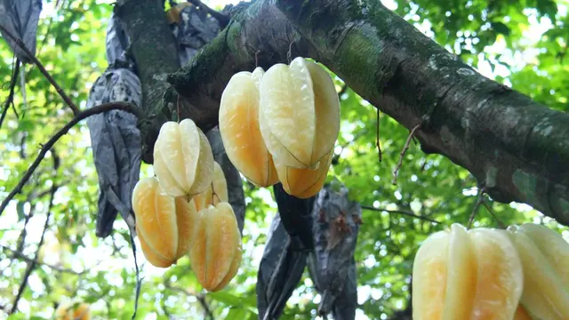 [Bintang] Belimbing, Buah Lezat yang Punya Khasiat Ajaib